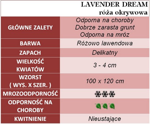 Lavender Dream róże okrywowe gł. zal